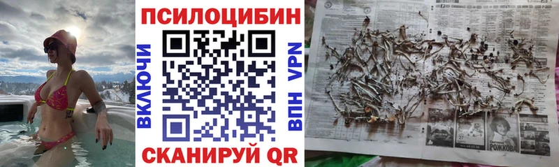 Купить закладки  Пыталово  Галлюциногенные грибы Psilocybe 